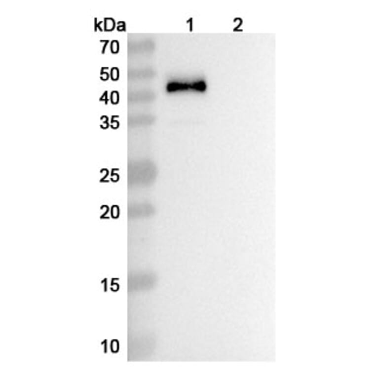 SDS-PAGE - Vopratelimab Biosimilar - Anti-ICOS Antibody - BSA and Azide free (A338666) - Antibodies.com