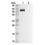 SDS-PAGE - Vopratelimab Biosimilar - Anti-ICOS Antibody - BSA and Azide free (A338666) - Antibodies.com
