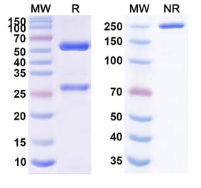 SDS-PAGE - Feladilimab Biosimilar - Anti-ICOS Antibody - BSA and Azide free (A338667) - Antibodies.com
