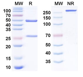 SDS-PAGE - Tislelizumab Biosimilar - Anti-PD 1 Antibody - BSA and Azide free (A338670) - Antibodies.com