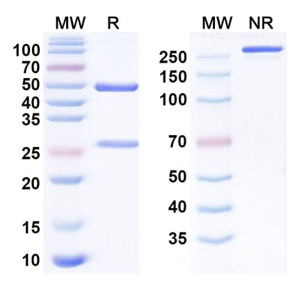 SDS-PAGE - Tislelizumab Biosimilar - Anti-PD 1 Antibody - BSA and Azide free (A338670) - Antibodies.com