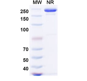 SDS-PAGE - Sintilimab Biosimilar - Anti-PD 1 Antibody - BSA and Azide free (A338671) - Antibodies.com
