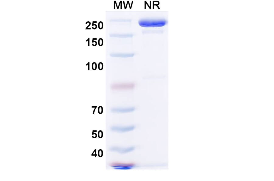 SDS-PAGE - Sintilimab Biosimilar - Anti-PD 1 Antibody - BSA and Azide free (A338671) - Antibodies.com