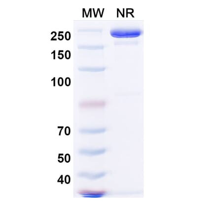 SDS-PAGE - Sintilimab Biosimilar - Anti-PD 1 Antibody - BSA and Azide free (A338671) - Antibodies.com