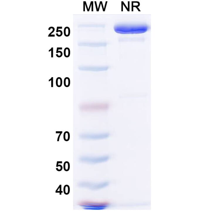 SDS-PAGE - Sintilimab Biosimilar - Anti-PD 1 Antibody - BSA and Azide free (A338671) - Antibodies.com