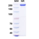 SDS-PAGE - Sintilimab Biosimilar - Anti-PD 1 Antibody - BSA and Azide free (A338671) - Antibodies.com
