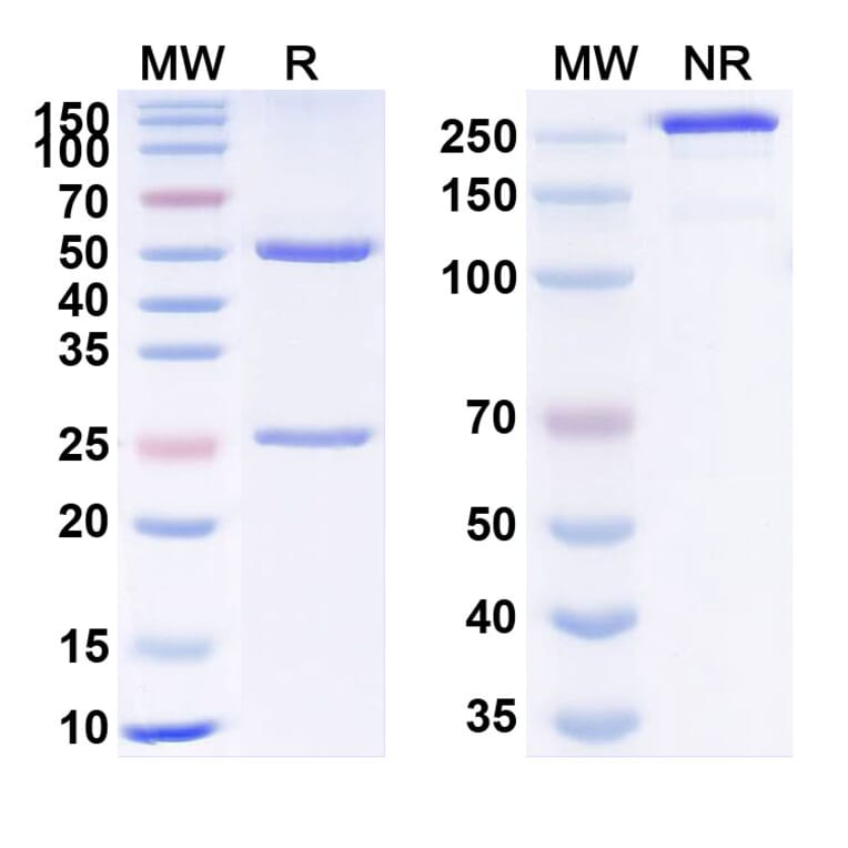 SDS-PAGE - Camrelizumab Biosimilar - Anti-PD 1 Antibody - BSA and Azide free (A338674) - Antibodies.com