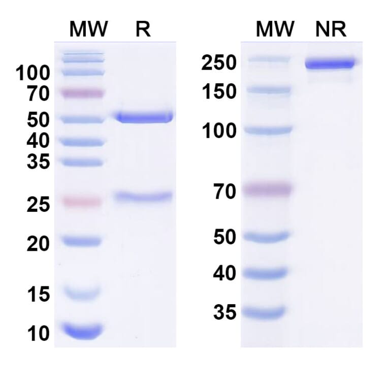 SDS-PAGE - Lodapolimab Biosimilar - Anti-PD 1 Antibody - BSA and Azide free (A338675) - Antibodies.com