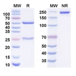 SDS-PAGE - Lodapolimab Biosimilar - Anti-PD 1 Antibody - BSA and Azide free (A338675) - Antibodies.com