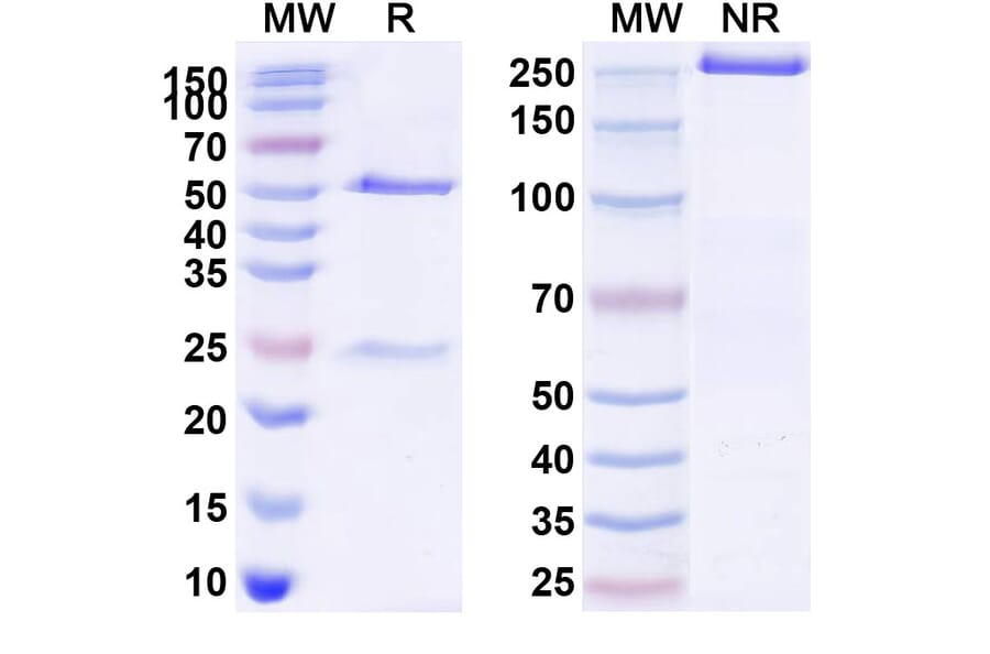 SDS-PAGE - Serplulimab Biosimilar - Anti-PD 1 Antibody - BSA and Azide free (A338676) - Antibodies.com