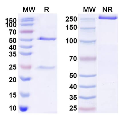 SDS-PAGE - Serplulimab Biosimilar - Anti-PD 1 Antibody - BSA and Azide free (A338676) - Antibodies.com