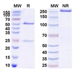 SDS-PAGE - Serplulimab Biosimilar - Anti-PD 1 Antibody - BSA and Azide free (A338676) - Antibodies.com
