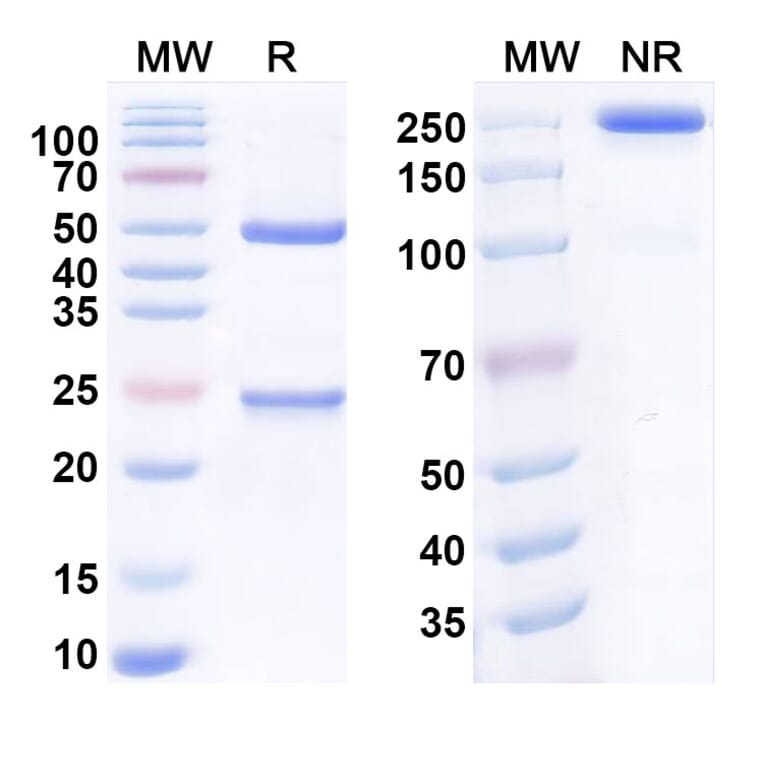 SDS-PAGE - Spartalizumab Biosimilar - Anti-PD 1 Antibody - BSA and Azide free (A338677) - Antibodies.com