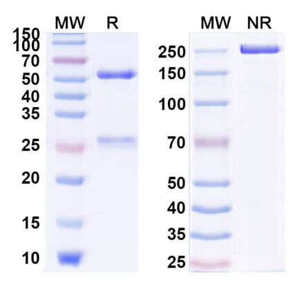 SDS-PAGE - Pidilizumab Biosimilar - Anti-PD 1 Antibody - BSA and Azide free (A338678) - Antibodies.com