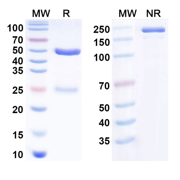 SDS-PAGE - Prolgolimab Biosimilar - Anti-PD 1 Antibody - BSA and Azide free (A338679) - Antibodies.com