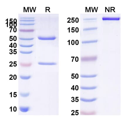 SDS-PAGE - Sasanlimab Biosimilar - Anti-PD 1 Antibody - BSA and Azide free (A338681) - Antibodies.com