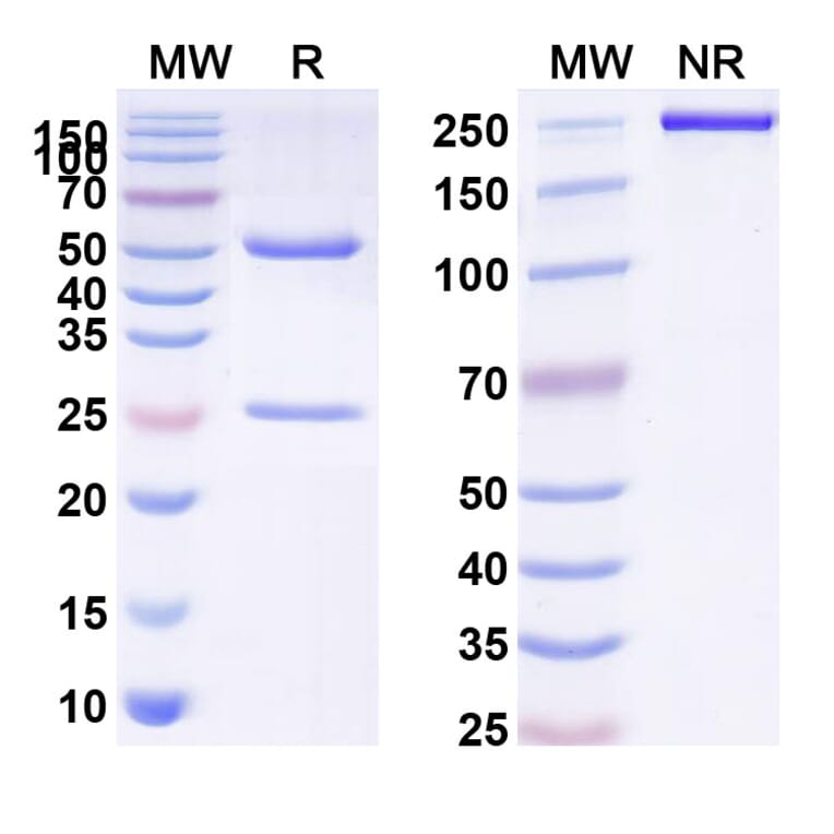 SDS-PAGE - Sasanlimab Biosimilar - Anti-PD 1 Antibody - BSA and Azide free (A338681) - Antibodies.com