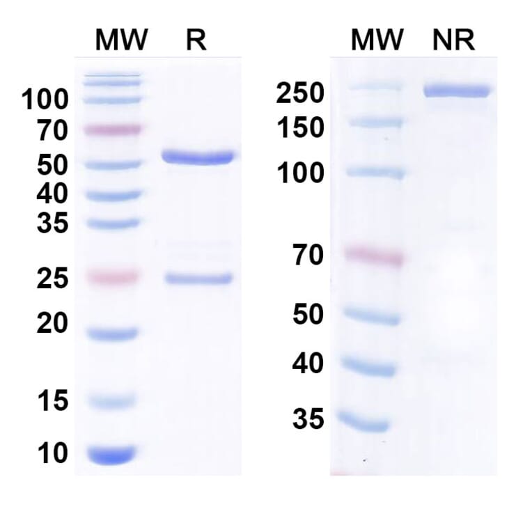 SDS-PAGE - Olinvacimab Biosimilar - Anti-VEGF Receptor 2 Antibody - BSA and Azide free (A338685) - Antibodies.com