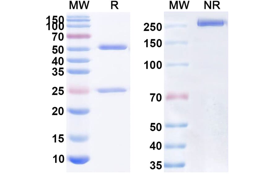 SDS-PAGE - Alacizumab Biosimilar - Anti-VEGF Receptor 2 Antibody - BSA and Azide free (A338686) - Antibodies.com