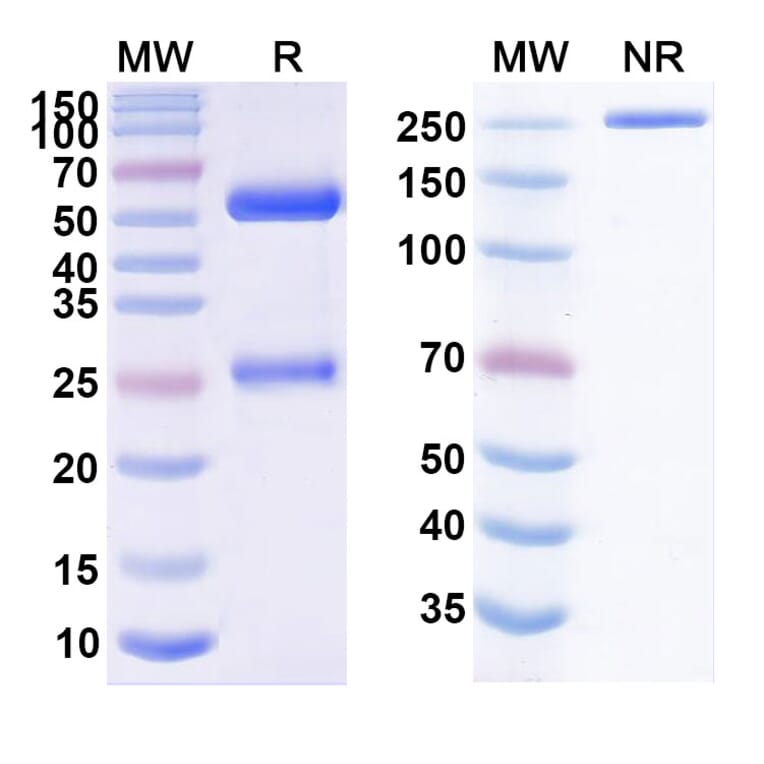 SDS-PAGE - Tanibirumab Biosimilar - Anti-VEGF Receptor 2 Antibody - BSA and Azide free (A338687) - Antibodies.com