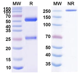 SDS-PAGE - Vulinacimab Biosimilar - Anti-VEGF Receptor 2 Antibody - BSA and Azide free (A338688) - Antibodies.com