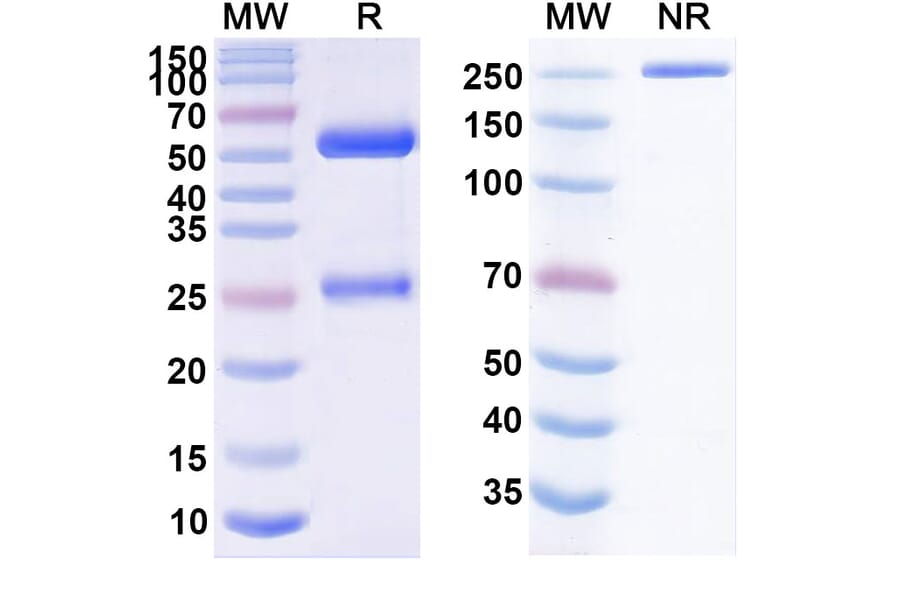 SDS-PAGE - Vulinacimab Biosimilar - Anti-VEGF Receptor 2 Antibody - BSA and Azide free (A338688) - Antibodies.com