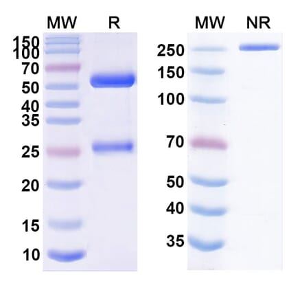 SDS-PAGE - Vulinacimab Biosimilar - Anti-VEGF Receptor 2 Antibody - BSA and Azide free (A338688) - Antibodies.com