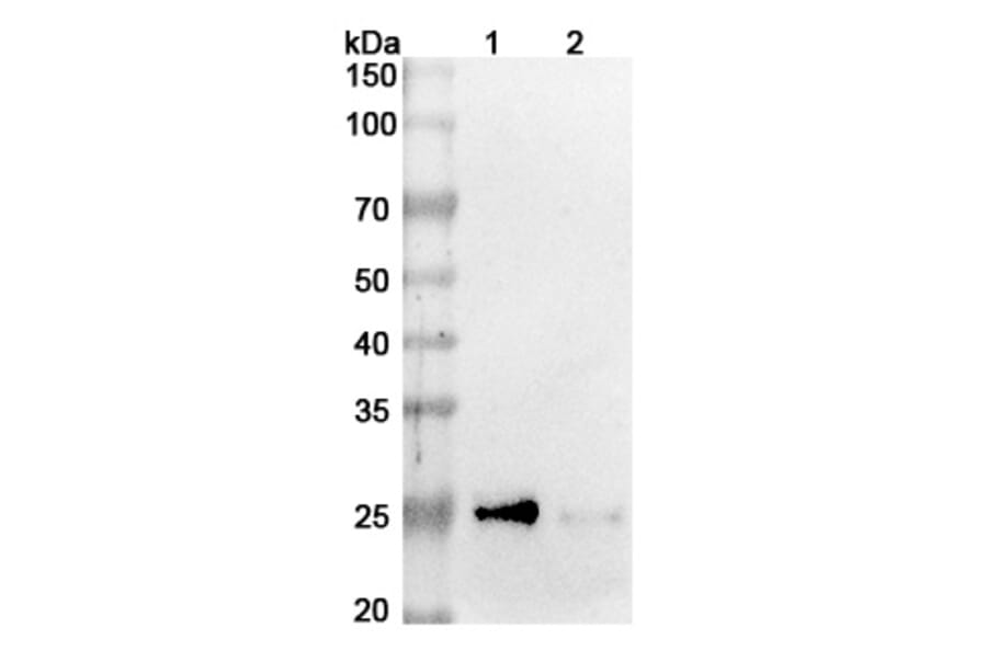 SDS-PAGE - Azintuxizumab Biosimilar - Anti-SLAMF7 Antibody - BSA and Azide free (A338690) - Antibodies.com