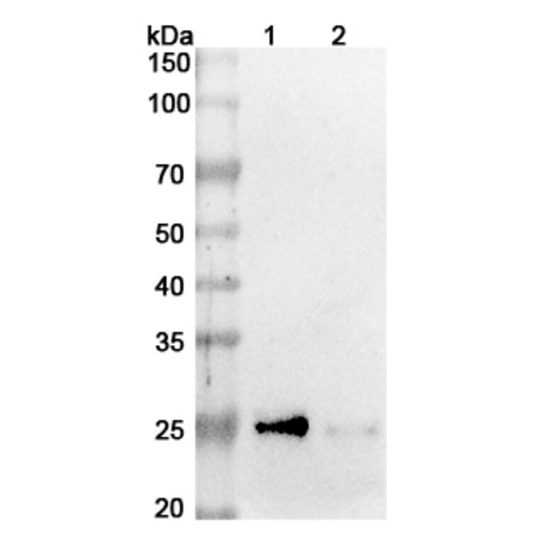 SDS-PAGE - Azintuxizumab Biosimilar - Anti-SLAMF7 Antibody - BSA and Azide free (A338690) - Antibodies.com