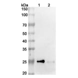 SDS-PAGE - Azintuxizumab Biosimilar - Anti-SLAMF7 Antibody - BSA and Azide free (A338690) - Antibodies.com