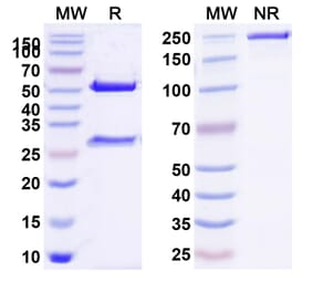 SDS-PAGE - Citatuzumab Biosimilar - Anti-EpCAM Antibody - BSA and Azide free (A338691) - Antibodies.com