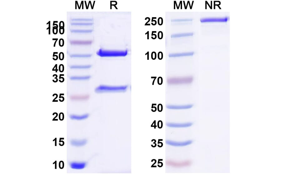 SDS-PAGE - Citatuzumab Biosimilar - Anti-EpCAM Antibody - BSA and Azide free (A338691) - Antibodies.com