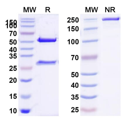 SDS-PAGE - Citatuzumab Biosimilar - Anti-EpCAM Antibody - BSA and Azide free (A338691) - Antibodies.com