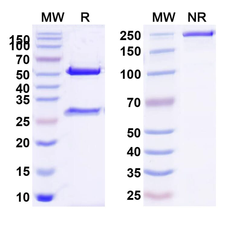 SDS-PAGE - Citatuzumab Biosimilar - Anti-EpCAM Antibody - BSA and Azide free (A338691) - Antibodies.com