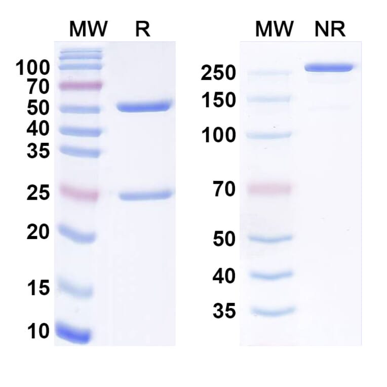 SDS-PAGE - Bemarituzumab Biosimilar - Anti-FGFR2 Antibody - BSA and Azide free (A338696) - Antibodies.com