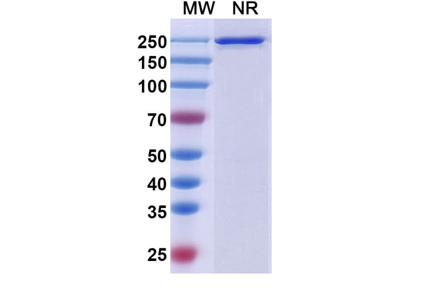 SDS-PAGE - Aprutumab Biosimilar - Anti-FGFR2 Antibody - BSA and Azide free (A338697) - Antibodies.com