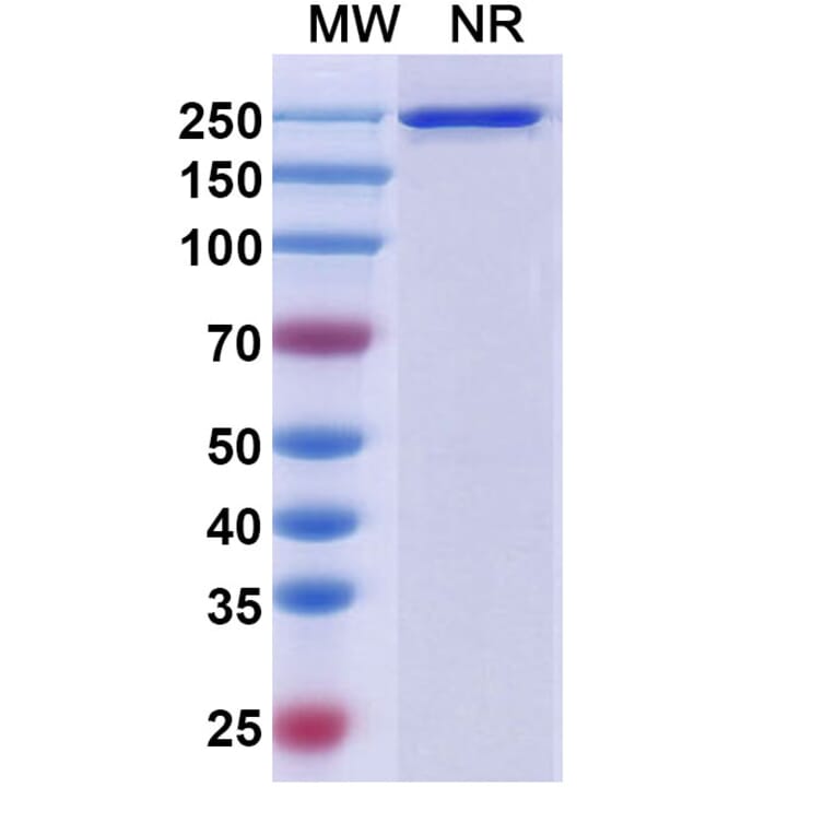 SDS-PAGE - Aprutumab Biosimilar - Anti-FGFR2 Antibody - BSA and Azide free (A338697) - Antibodies.com