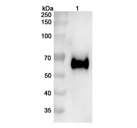SDS-PAGE - Vofatamab Biosimilar - Anti-FGFR3 Antibody - BSA and Azide free (A338698) - Antibodies.com