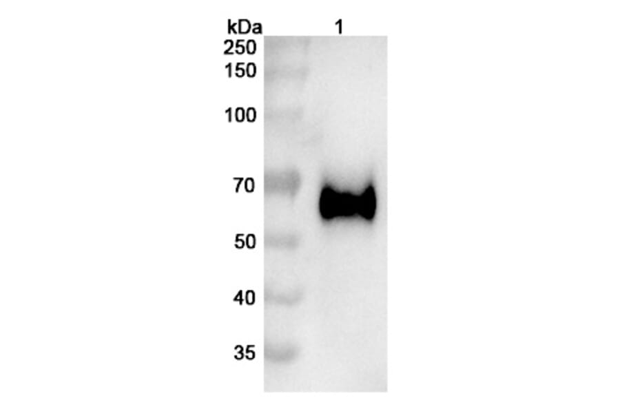 SDS-PAGE - Vofatamab Biosimilar - Anti-FGFR3 Antibody - BSA and Azide free (A338698) - Antibodies.com
