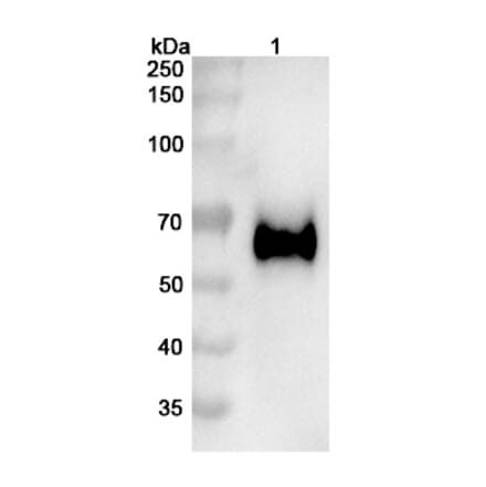 SDS-PAGE - Vofatamab Biosimilar - Anti-FGFR3 Antibody - BSA and Azide free (A338698) - Antibodies.com