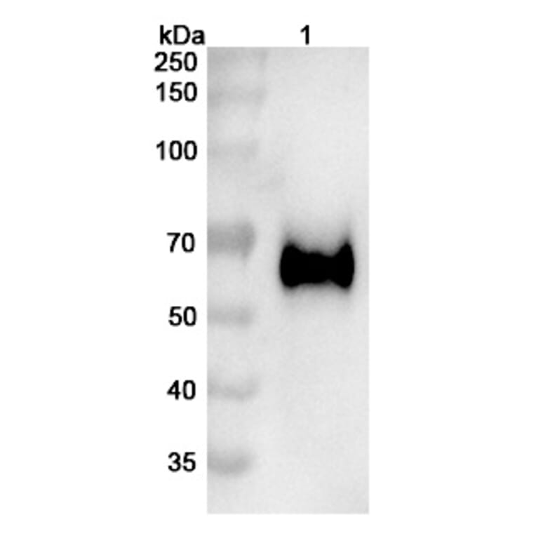 SDS-PAGE - Vofatamab Biosimilar - Anti-FGFR3 Antibody - BSA and Azide free (A338698) - Antibodies.com