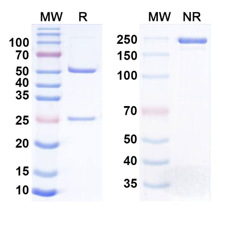 SDS-PAGE - Vofatamab Biosimilar - Anti-FGFR3 Antibody - BSA and Azide free (A338698) - Antibodies.com