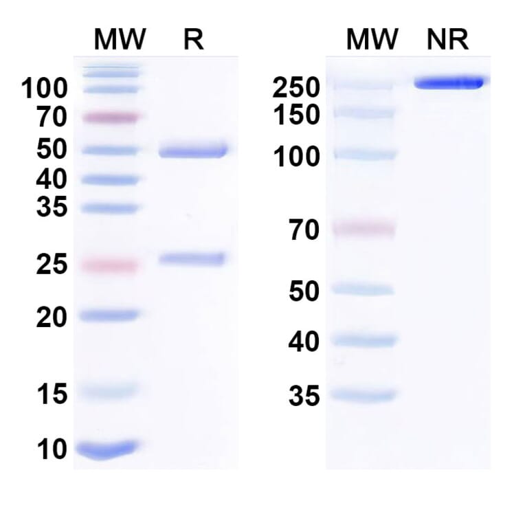 SDS-PAGE - Timigutuzumab Biosimilar - Anti-ErbB2 Antibody - BSA and Azide free (A338700) - Antibodies.com