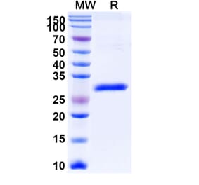 SDS-PAGE - Gancotamab Biosimilar - Anti-ErbB2 Antibody - BSA and Azide free (A338701) - Antibodies.com