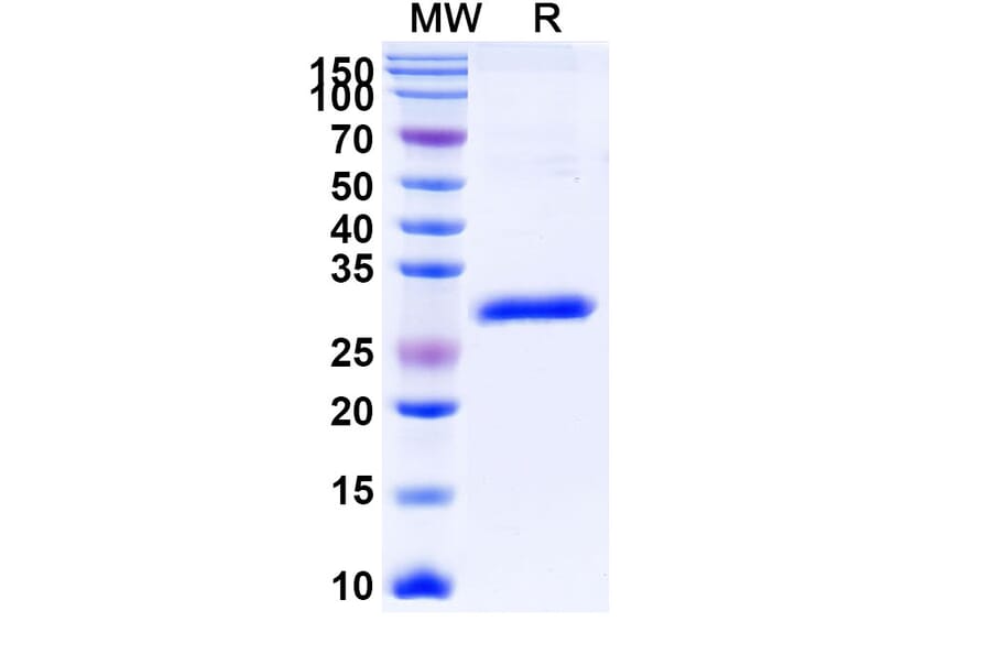 SDS-PAGE - Gancotamab Biosimilar - Anti-ErbB2 Antibody - BSA and Azide free (A338701) - Antibodies.com