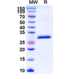 SDS-PAGE - Gancotamab Biosimilar - Anti-ErbB2 Antibody - BSA and Azide free (A338701) - Antibodies.com