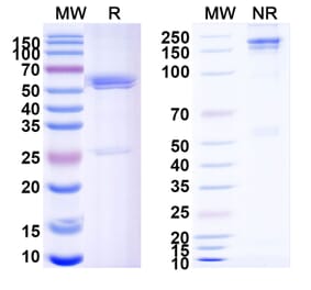SDS-PAGE - Zanidatamab Biosimilar - Anti-ErbB2 Antibody - BSA and Azide free (A338702) - Antibodies.com