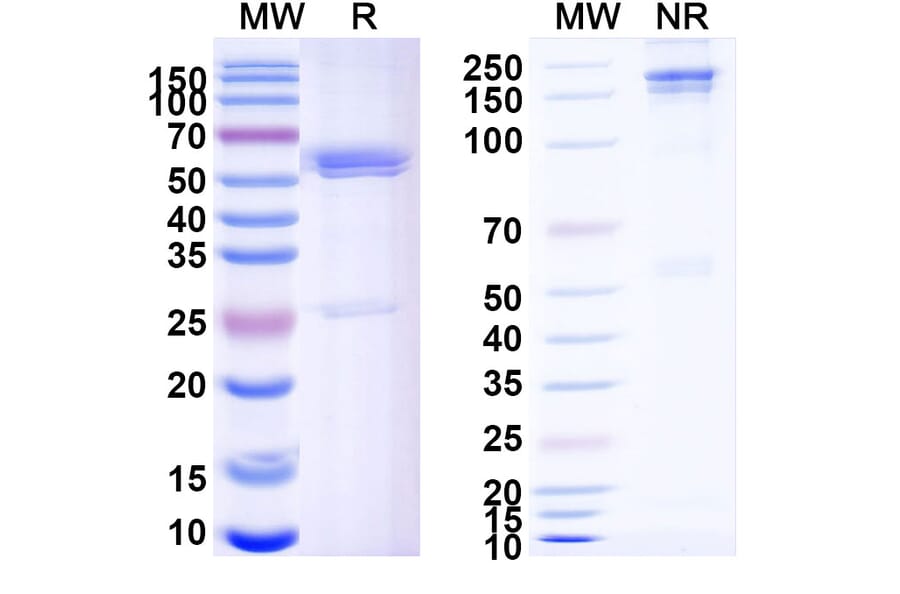SDS-PAGE - Zanidatamab Biosimilar - Anti-ErbB2 Antibody - BSA and Azide free (A338702) - Antibodies.com