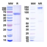 SDS-PAGE - Zanidatamab Biosimilar - Anti-ErbB2 Antibody - BSA and Azide free (A338702) - Antibodies.com