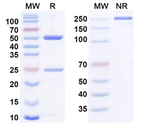 SDS-PAGE - Tabituximab Biosimilar - Anti-Frizzled 10 Antibody - BSA and Azide free (A338705) - Antibodies.com